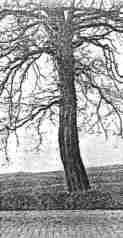 pohrlitz03-2.jpg (4366 Byte)